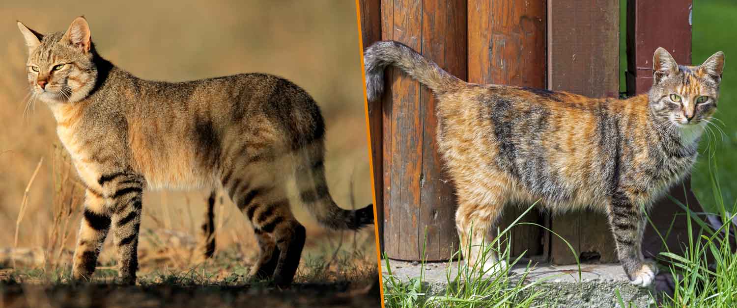 A member of the wildcat species that’s thought to be the direct descendent of house cats next to a house cat that looks similar.