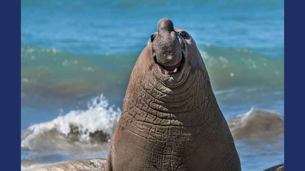 An elephant seal looks like it is smiling at the camera with the ocean in the background.