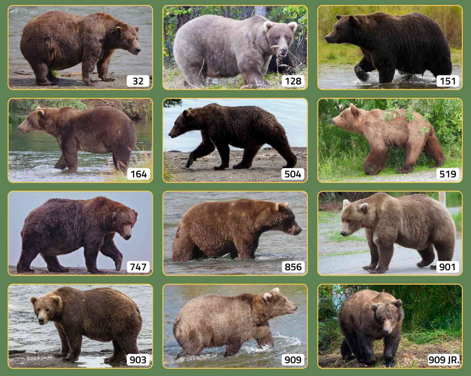 Twelve individual photos of brown bears.