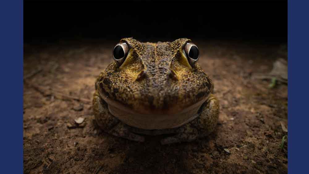 Very close up view of a frog looking into the camera.