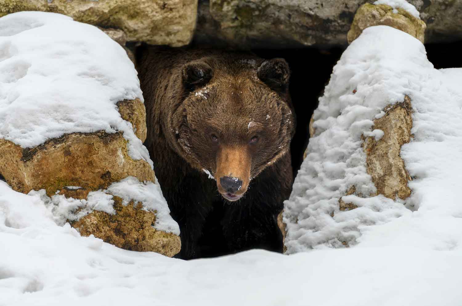 A brown bear peers out of its den, which is embedded in snow.