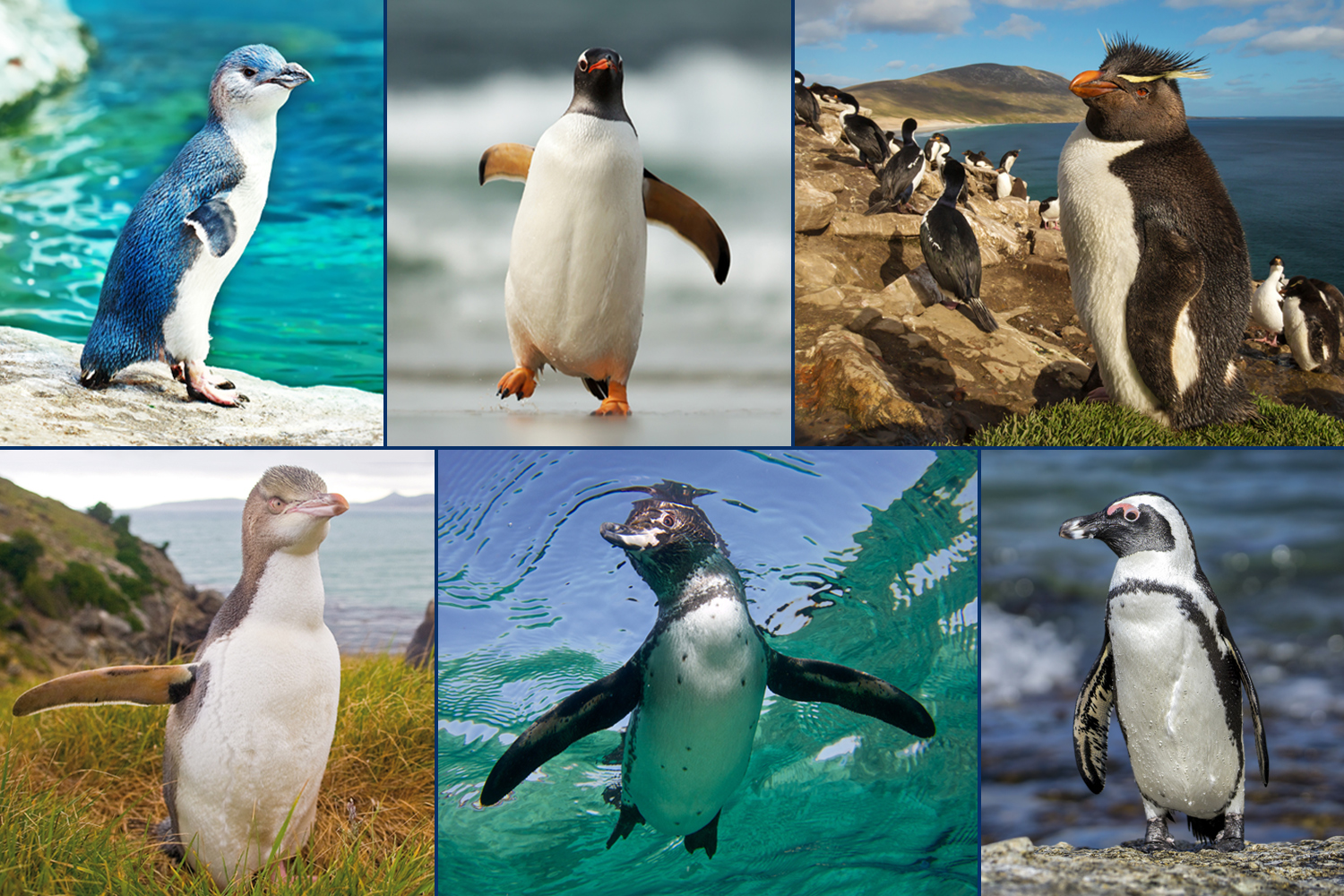 Six different penguin species in their habitats.