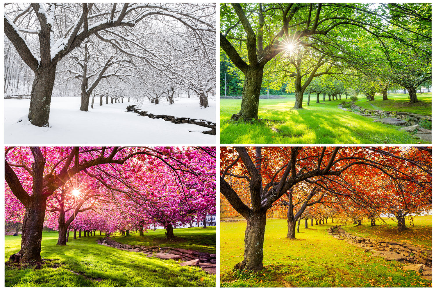 A row of trees shown in summer, spring, winter, and fall.