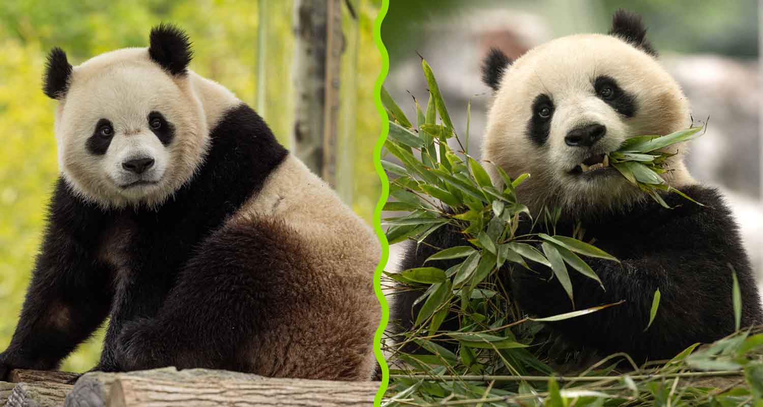 Side by side photos of Bao Li sitting on logs and Qing Bao eating bamboo.