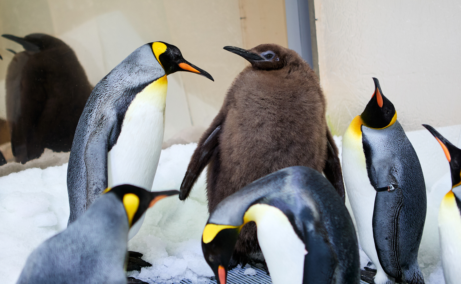 A fluffy brown penguin chick stands next to adult king penguins that are smaller than he is.