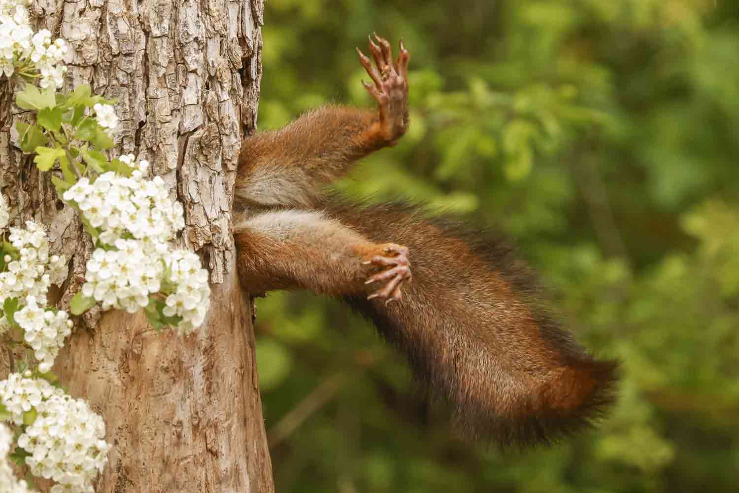 A squirrel is head-first in a tree trunk with only its legs and feet sticking out.