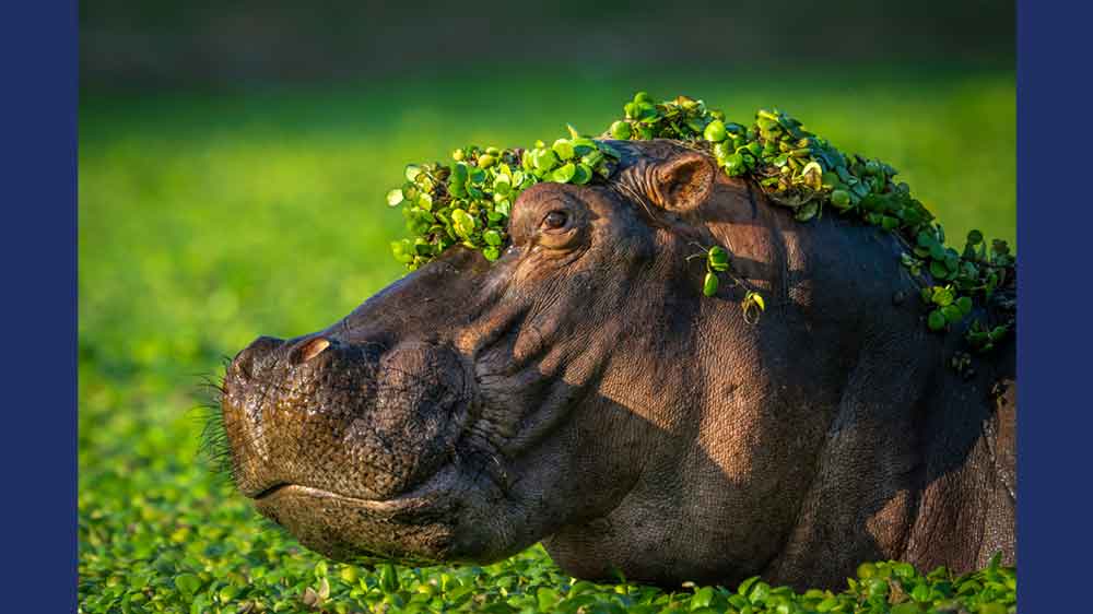 Side view of a hippo with leaves on its head that look like a garland.