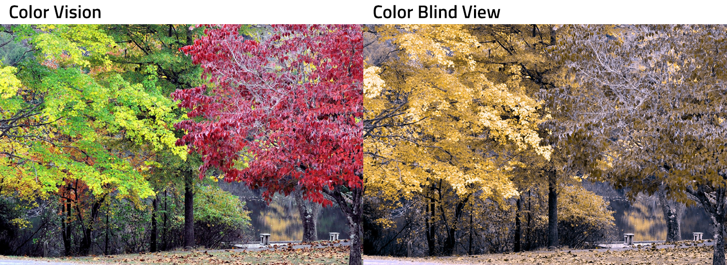 Fall foliage with many colors on the left and the same scene in muted tones on the right.