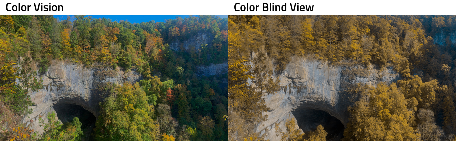 A stone cliffside covered in fall foliage that is colorful on the left and muted on the right.