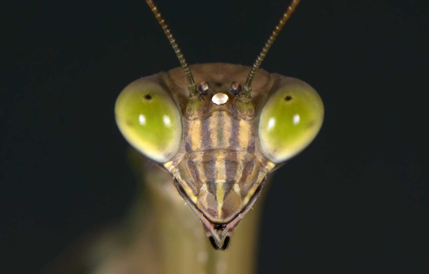 A closeup of a praying mantis shows that it has five eyes.