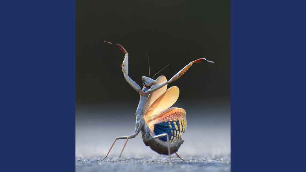 A mantis has both front legs up and the rear of its body is fanned out like a dancing costume.