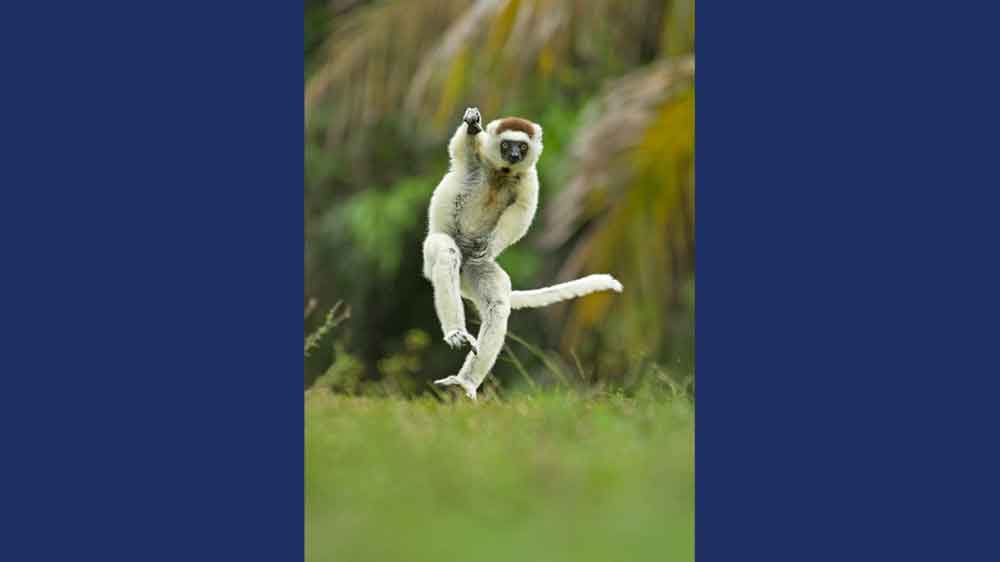 A monkey jumps in the air with one leg up and one arm up.