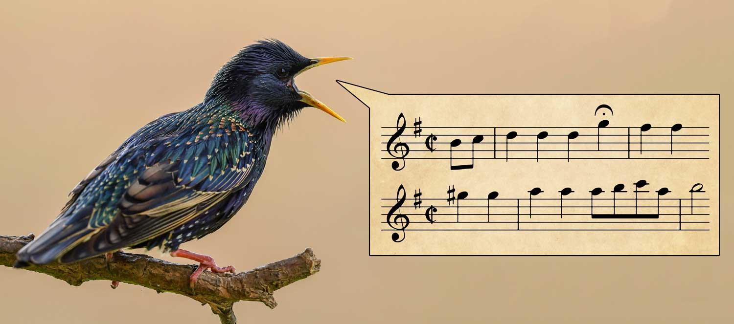 A starling and a speech bubble with musical notes on a staff instead of words.