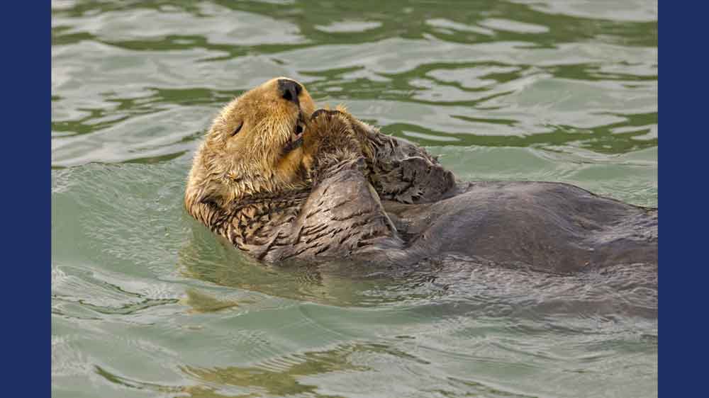 An otter lies on its back on the water with its paws together and its eyes closed as if it is praying.