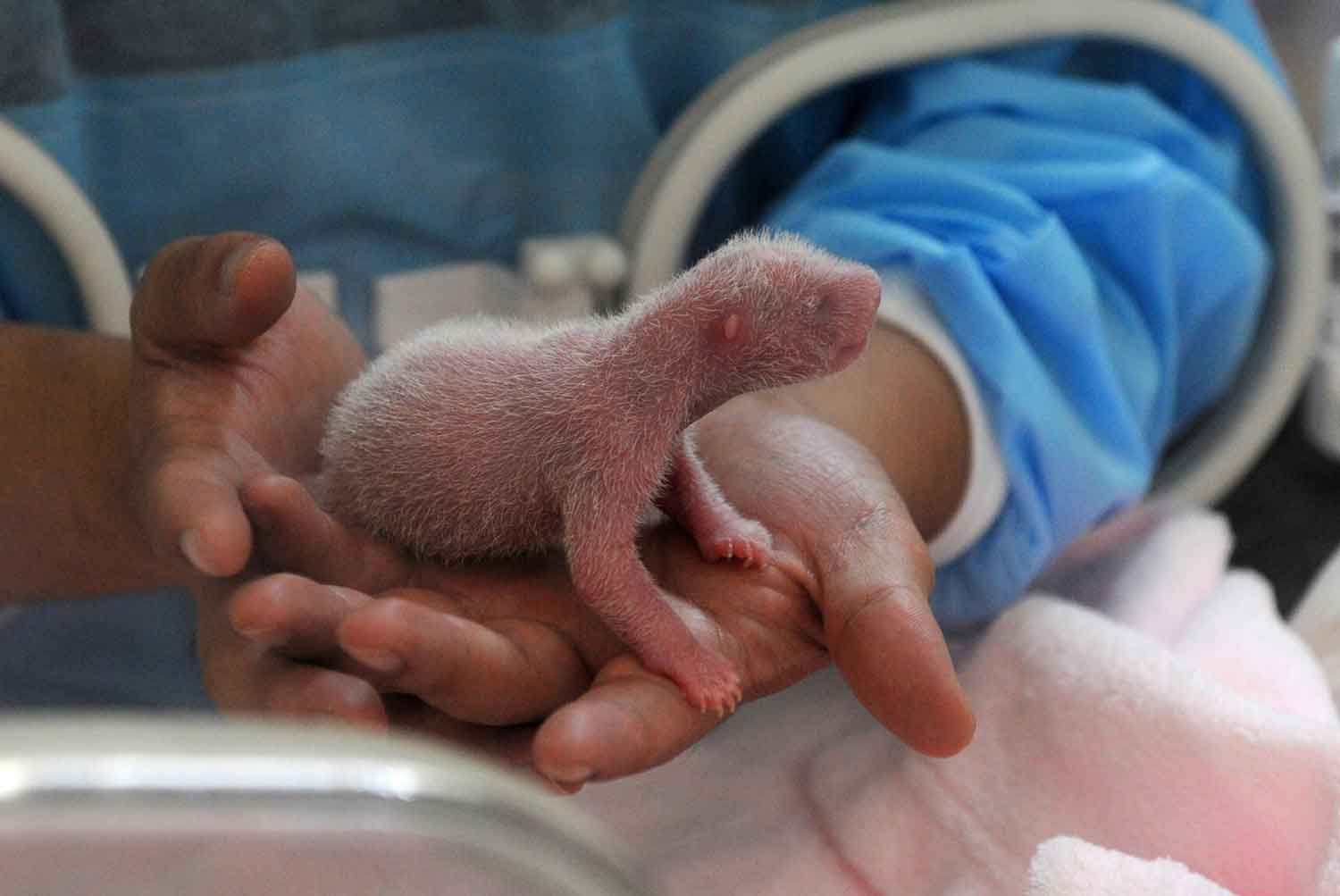 A tiny, nearly bald panda is held by human hands that are reaching into an incubator.