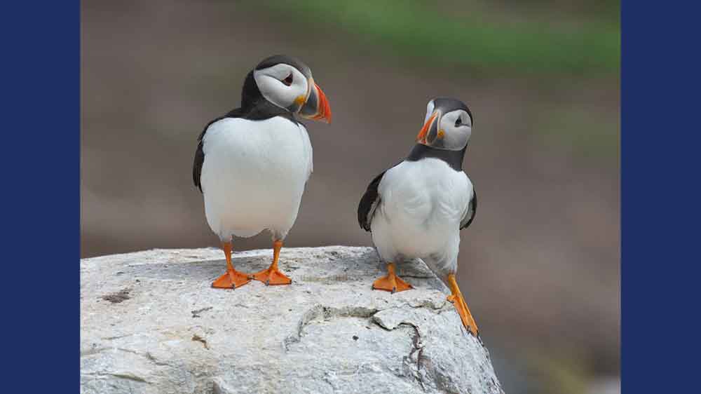 Two puffins stand on a rock.