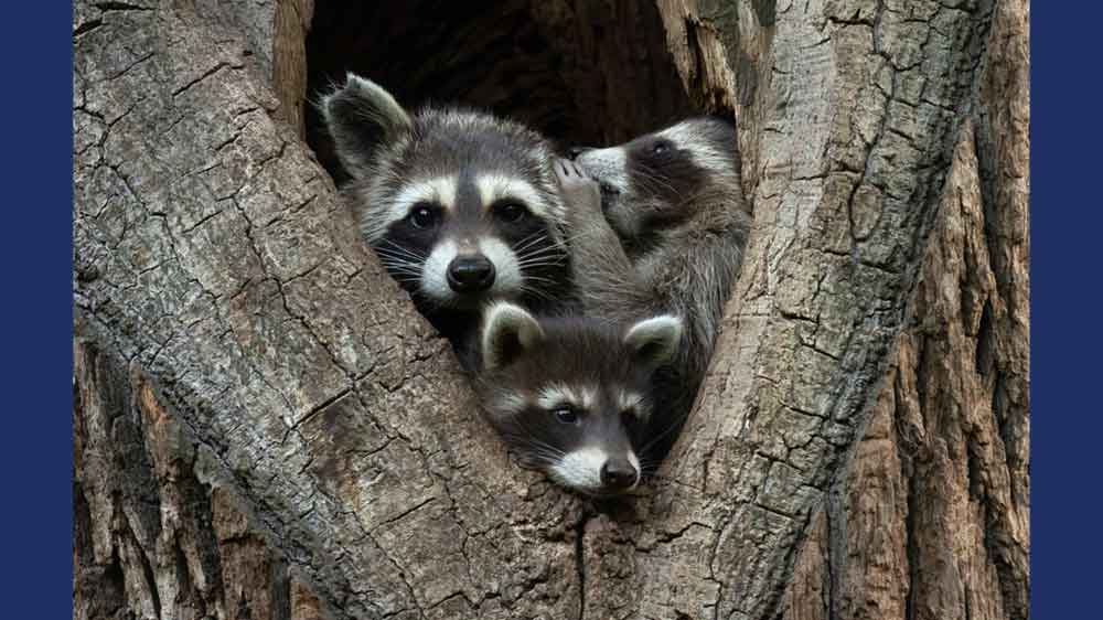 Three raccoons look out from an opening in a tree trunk and one seems to whisper something in another’s ear.