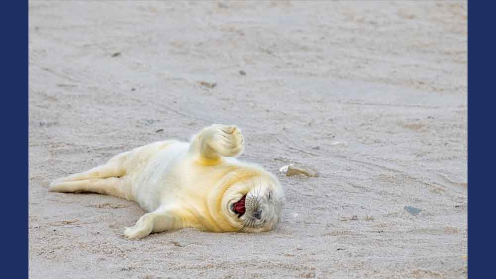 A white seal lies on the sand with its paw up and appears to be smiling and laughing.