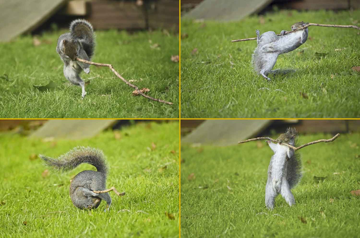 Four images show a squirrel wrestling with a stick.