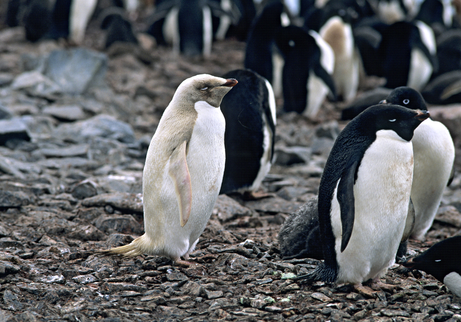 A white and tan penguin stands among white and black penguins.