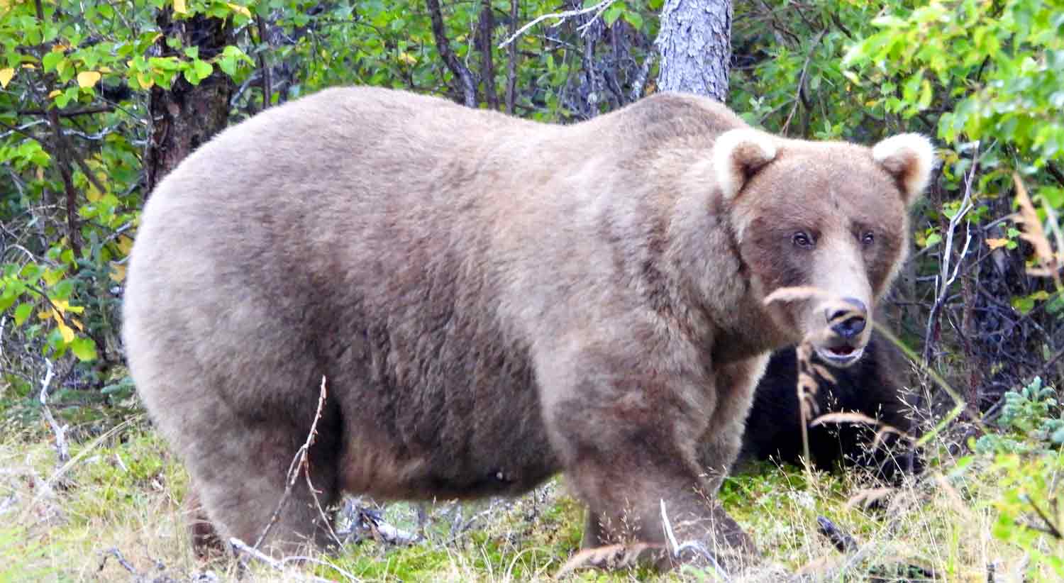 A brown bear in a wooded area.