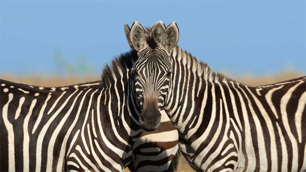 Zebras stand together so it looks like they have a single head.