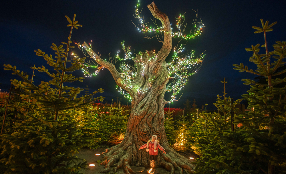 At night, a child stands under a tree with a thick trunk and fairy lights.