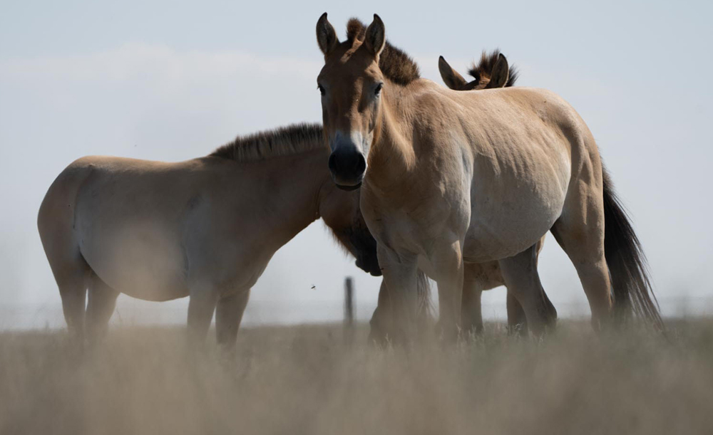 Three horses stand outdoors in a group, with one looking at the camera.