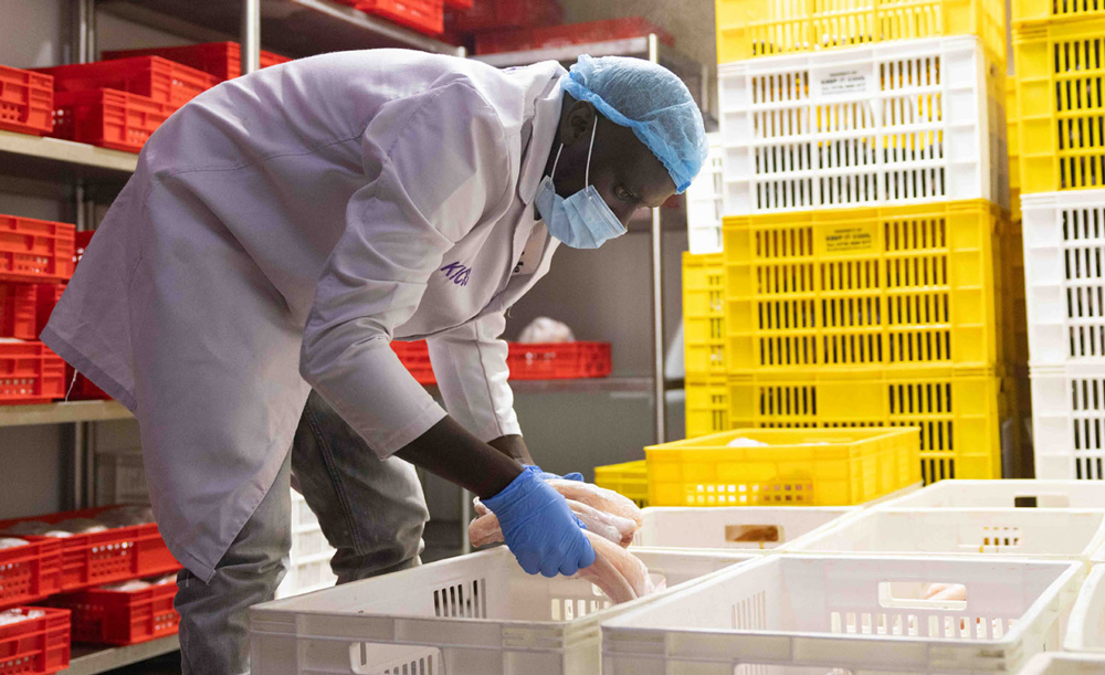 A man sorts fish in a large plastic crate.