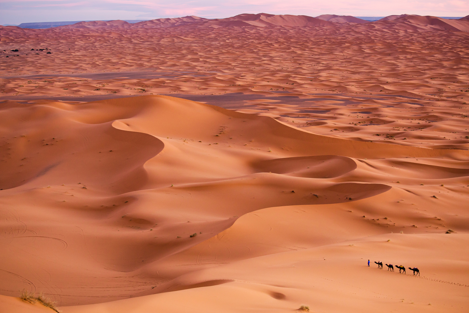 A man walks four camels across a large expanse of sandy desert.