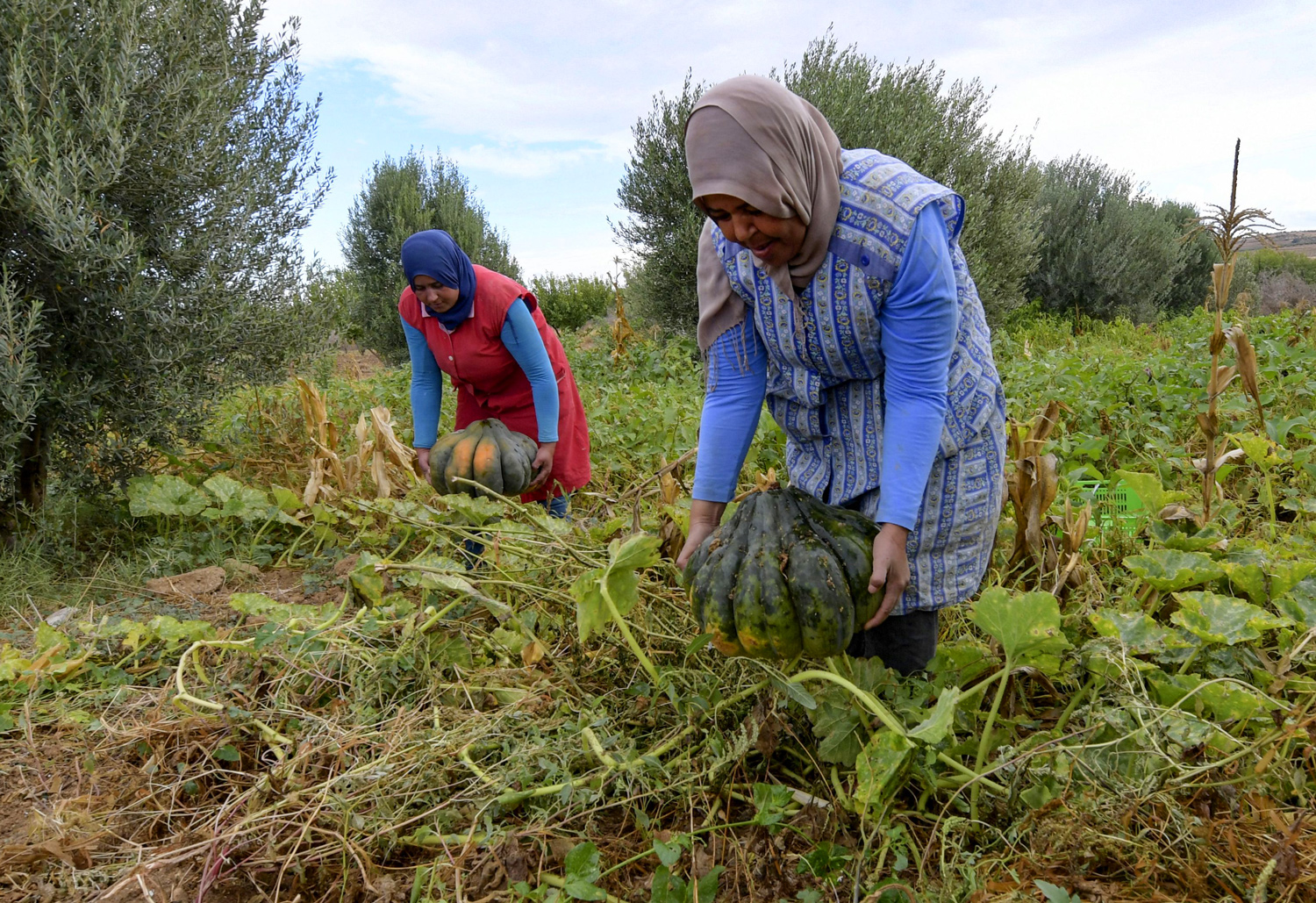 Two women pick up cucurbitas in a vegetable patch.