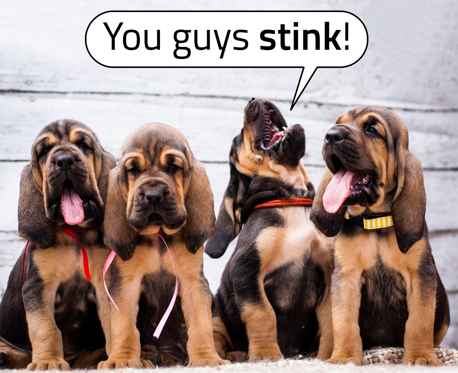 Four bloodhound puppies sit side by side and one of them says You guys stink.