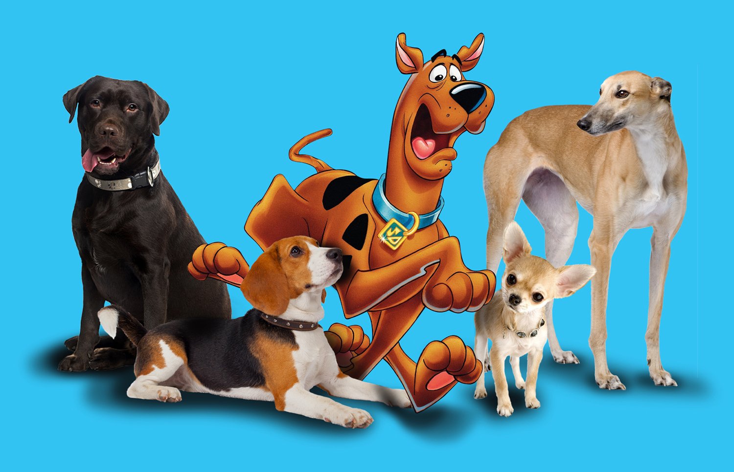 A variety of dog breeds plus cartoon dog Scooby Doo against a plain background.