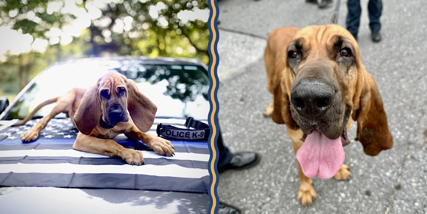 Bo the bloodhound as a puppy lies on the hood of a police car and the adult Bo stands on a sidewalk and poses for the camera.