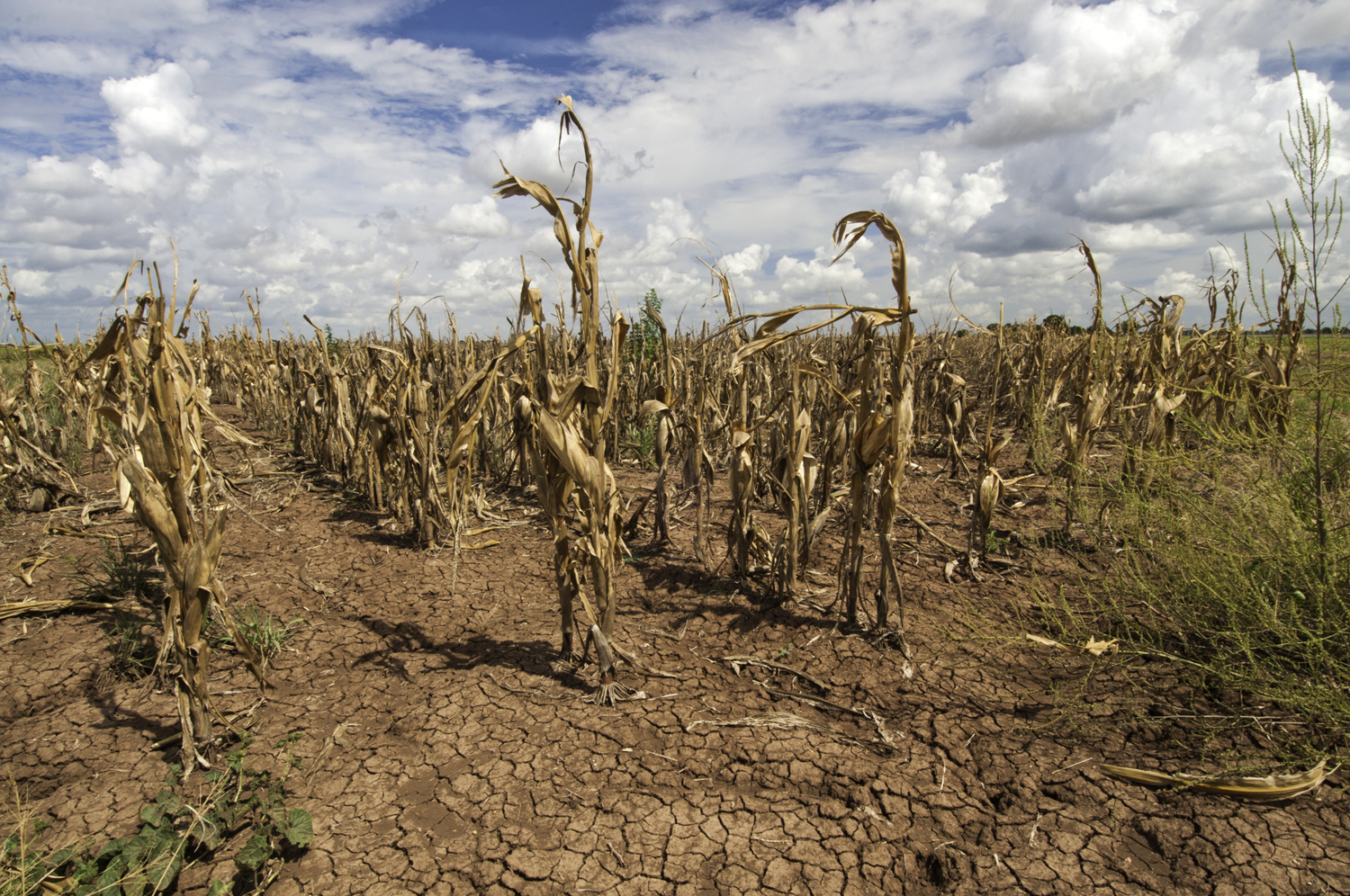 A corn field with dead corn stalks and dry, cracked earth.