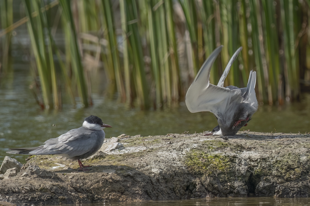 A bird is upside down with its head resting on a rock while another bird stands on the rock.