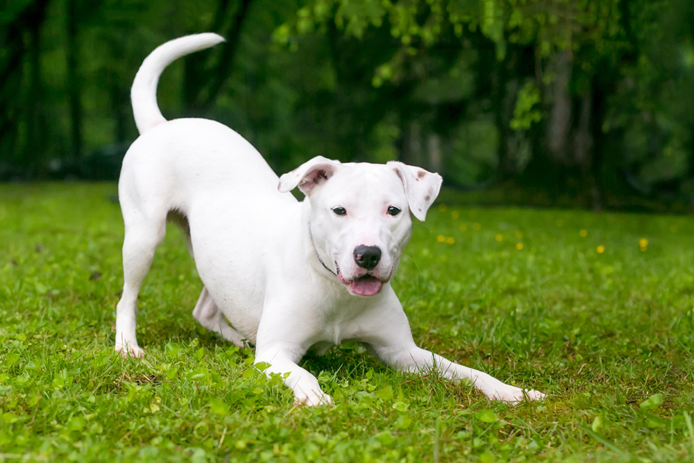 A white pitbull mix has its front legs on grass and its rear end in the air.