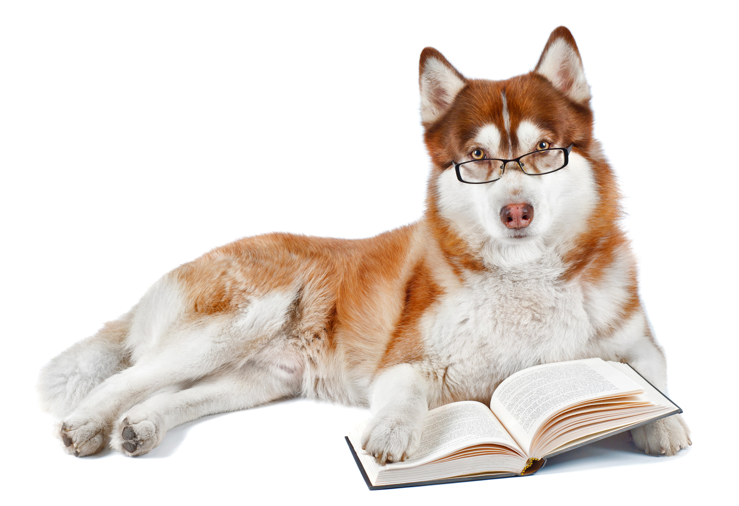 A Siberian husky lies down and wears reading glasses while holding a book open with its paws.