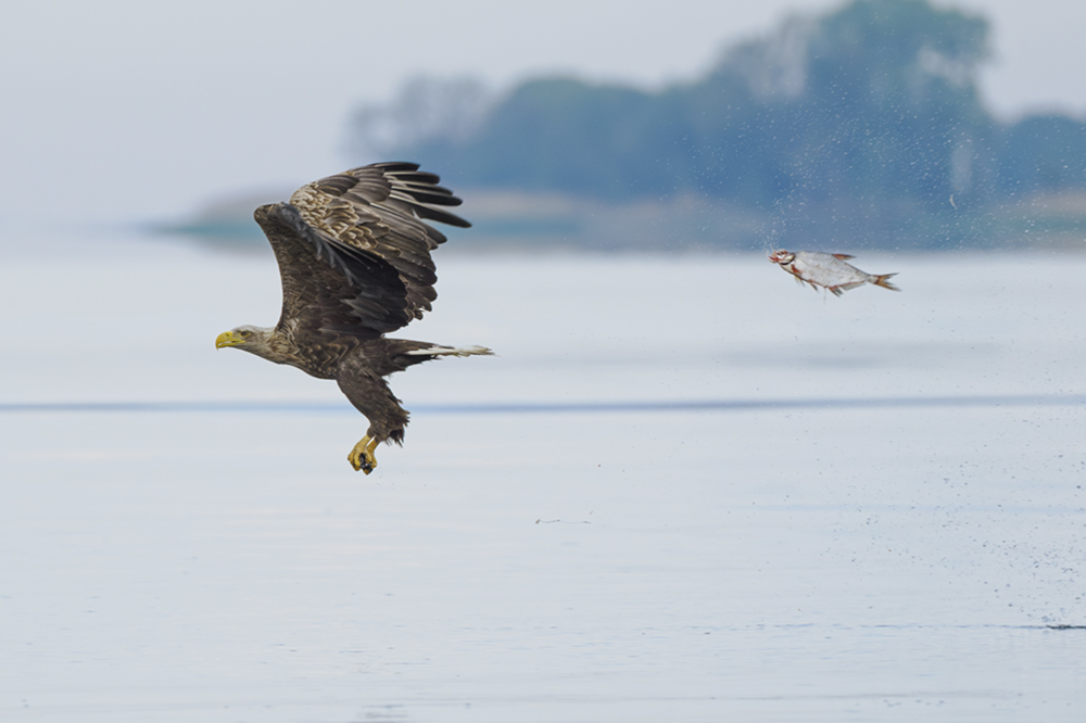 A fish appears to be flying over the surface of the water in pursuit of an eagle that is also flying over the water.