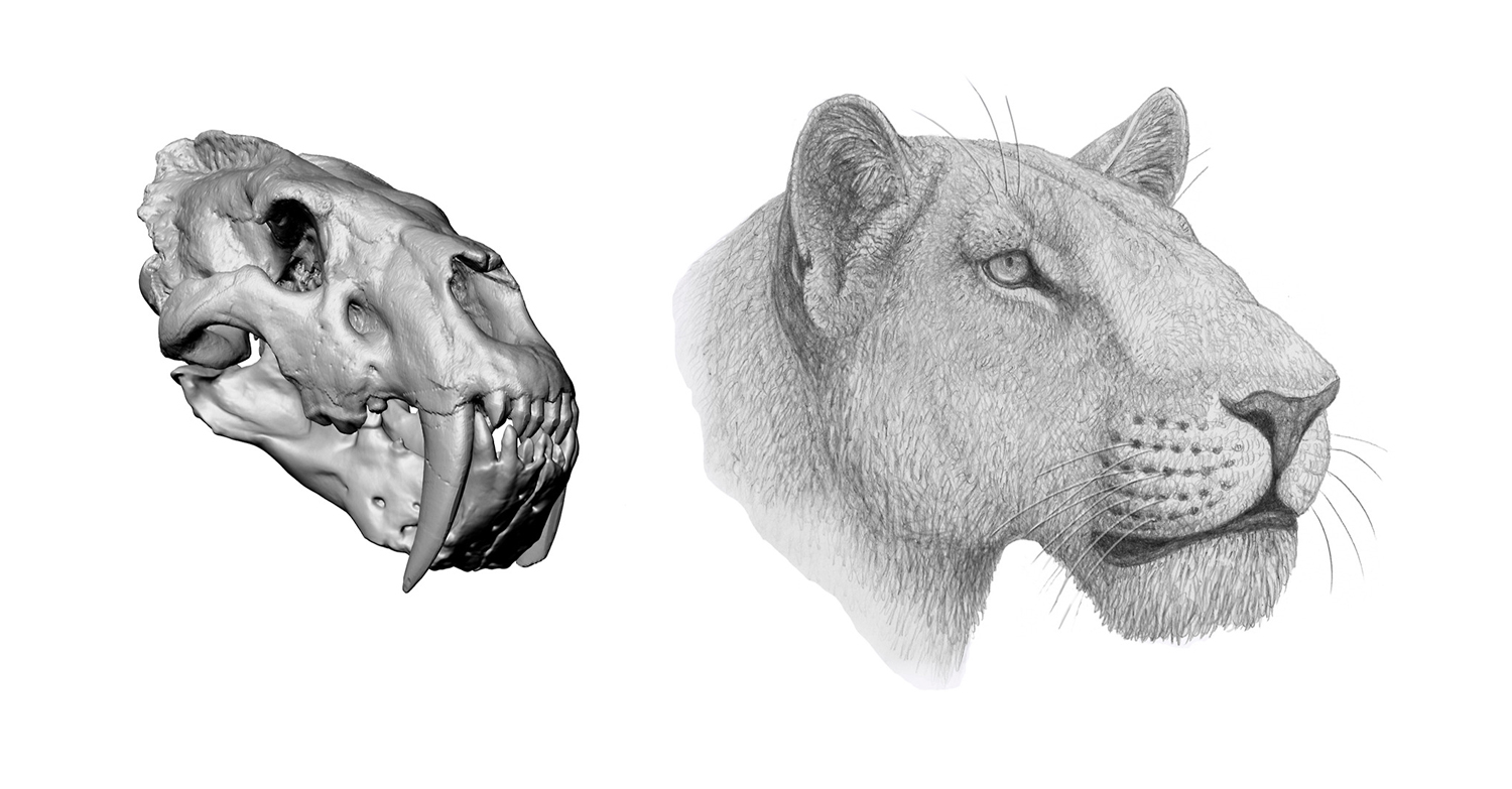 An illustration of the skull of the saber-toothed cat Homotherium latidens next to a drawing of what the cat’s face looked like without visible teeth.