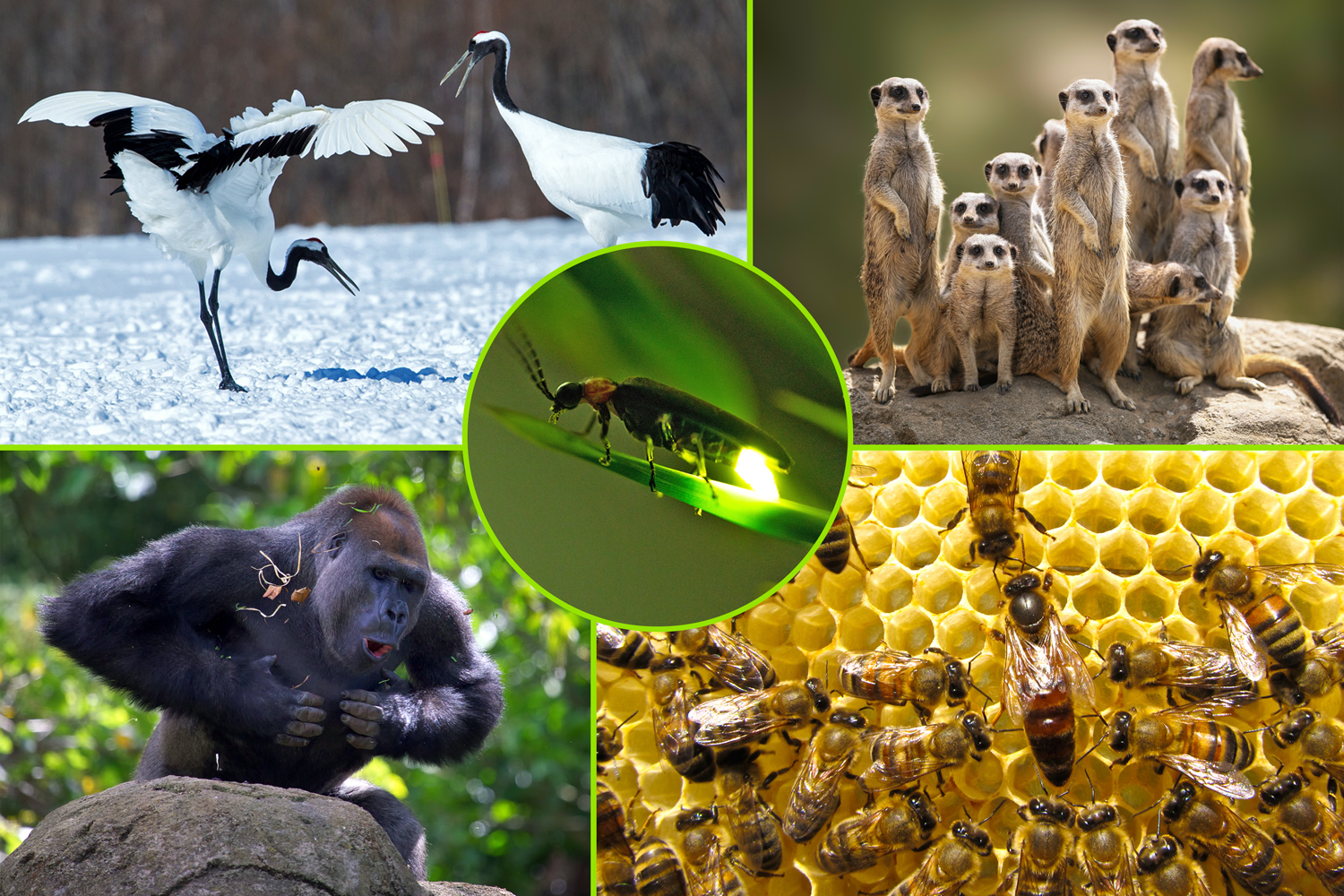 Images of birds, meerkats, bees, gorillas, and a firefly.