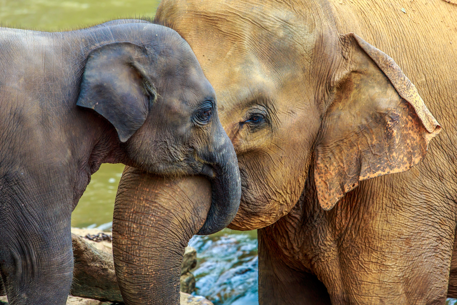 An Asian elephant calf wraps its trunk around the trunk of an adult elephant.