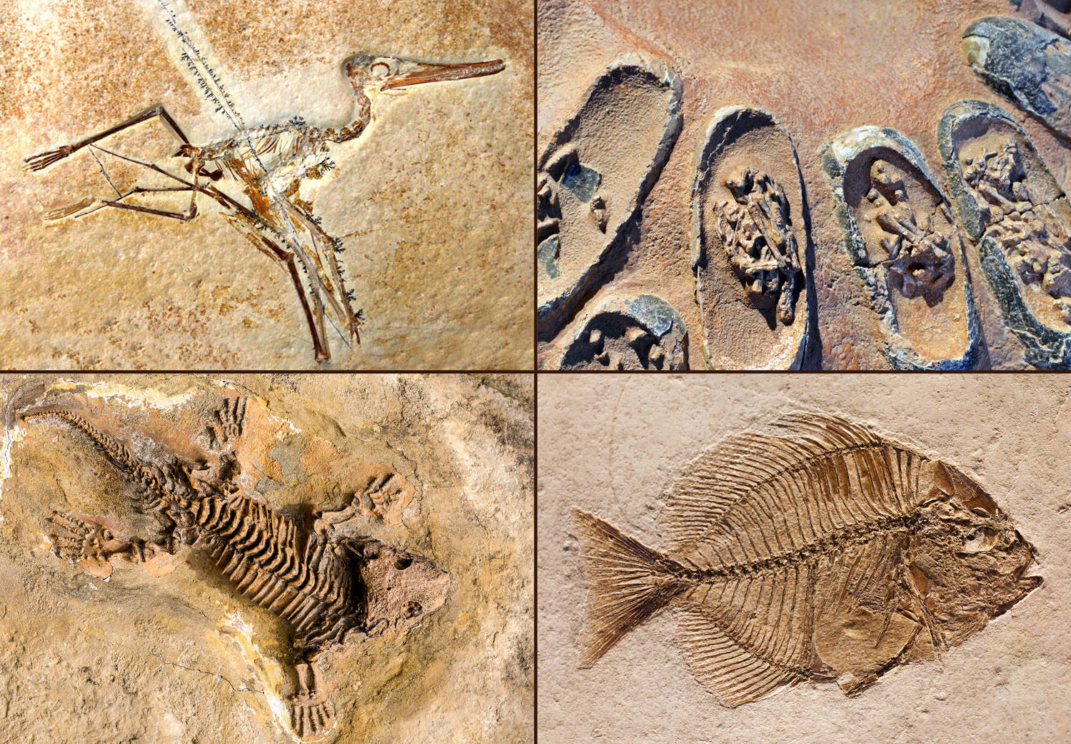 Fossils that include a pterosaur, dinosaur eggs, a fish, and an ancient reptile.