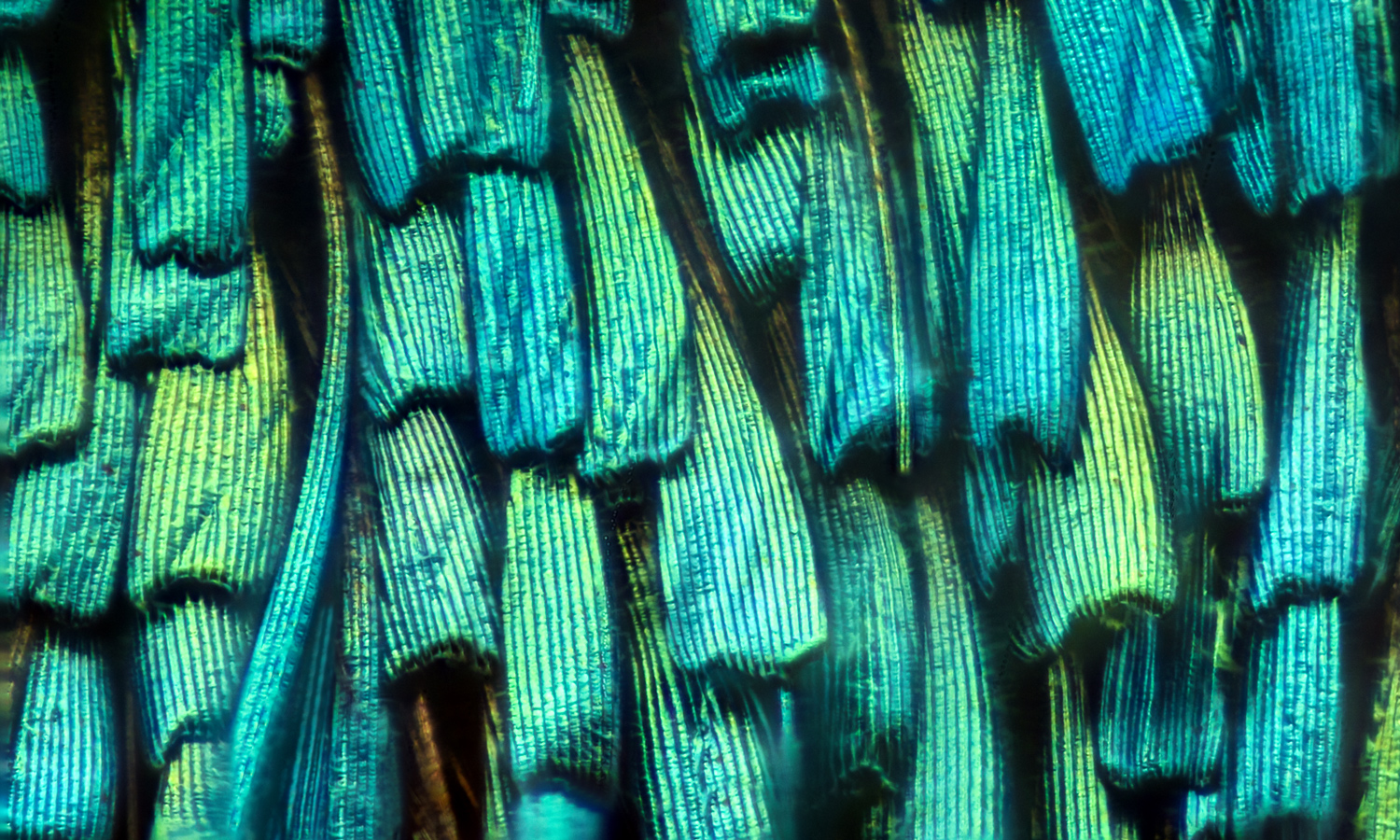 A butterfly wing as viewed under a microscope has shades of green, blue, and yellow.