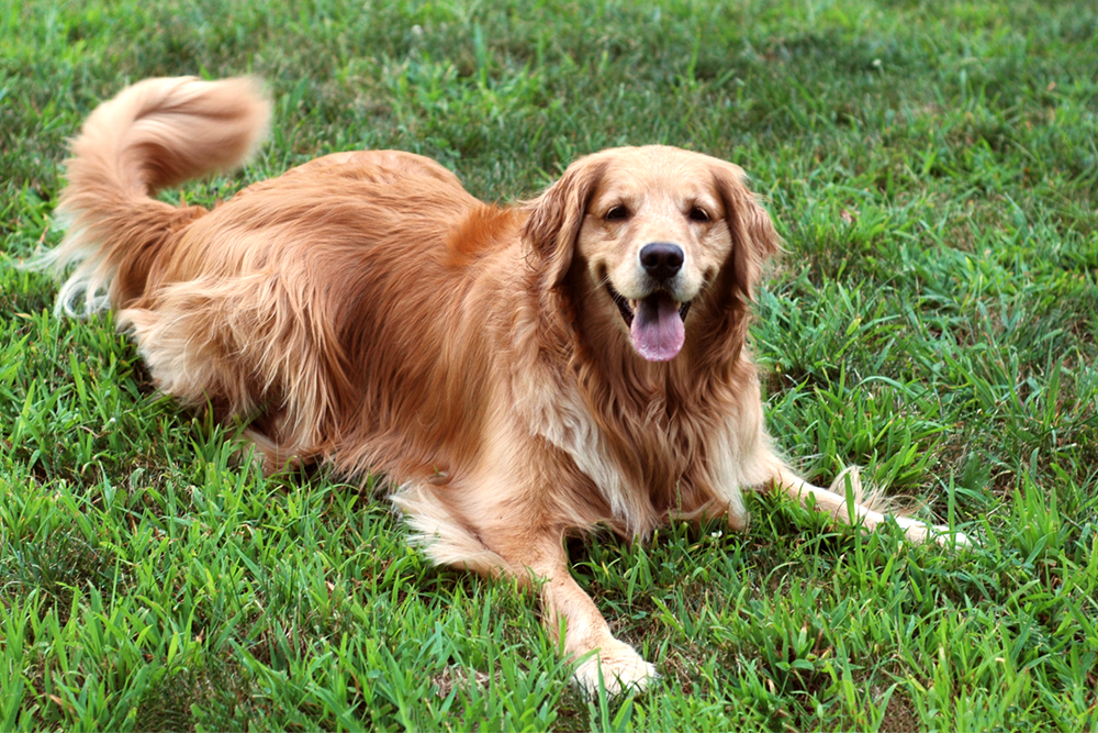 A golden retriever lies in grass and pants happily.