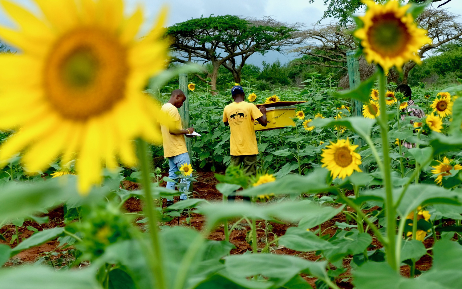 In a field of sunflowers, a man examines a yellow box that is a beehive as another man writes something down.