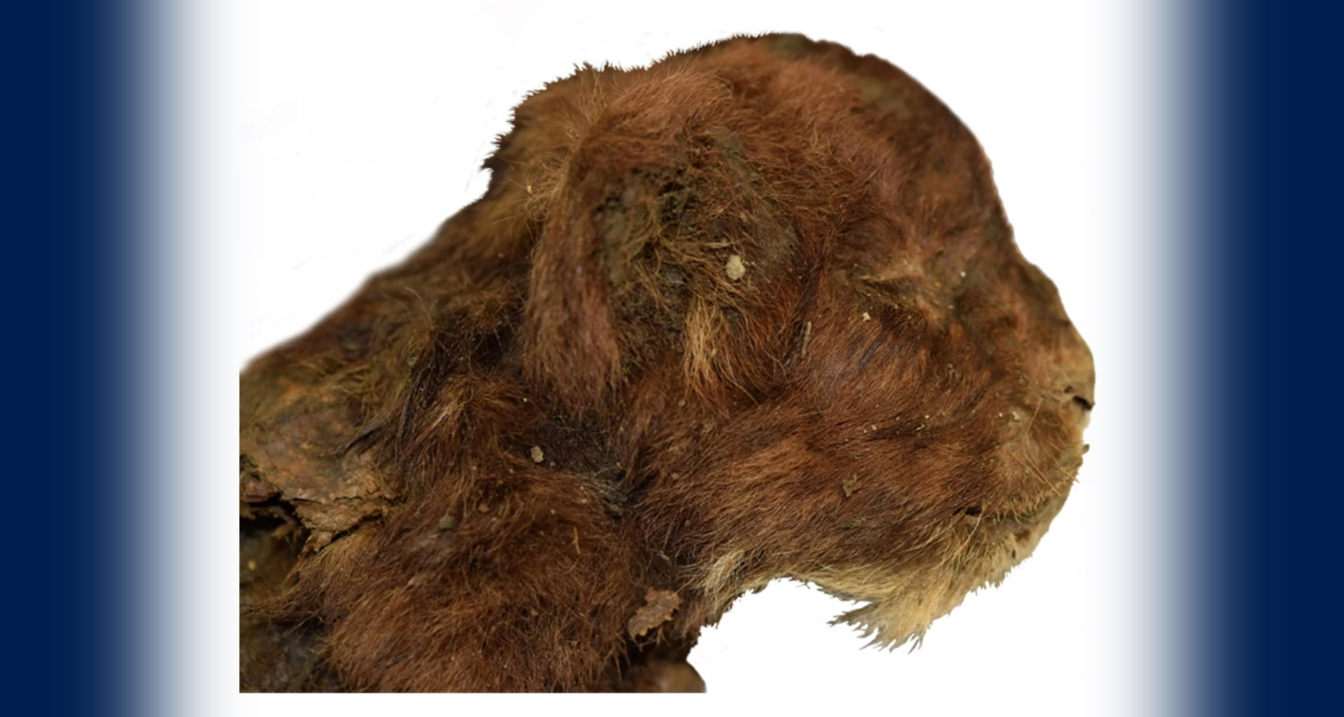 The well preserved head and neck of a saber-toothed cub has all of its fur.