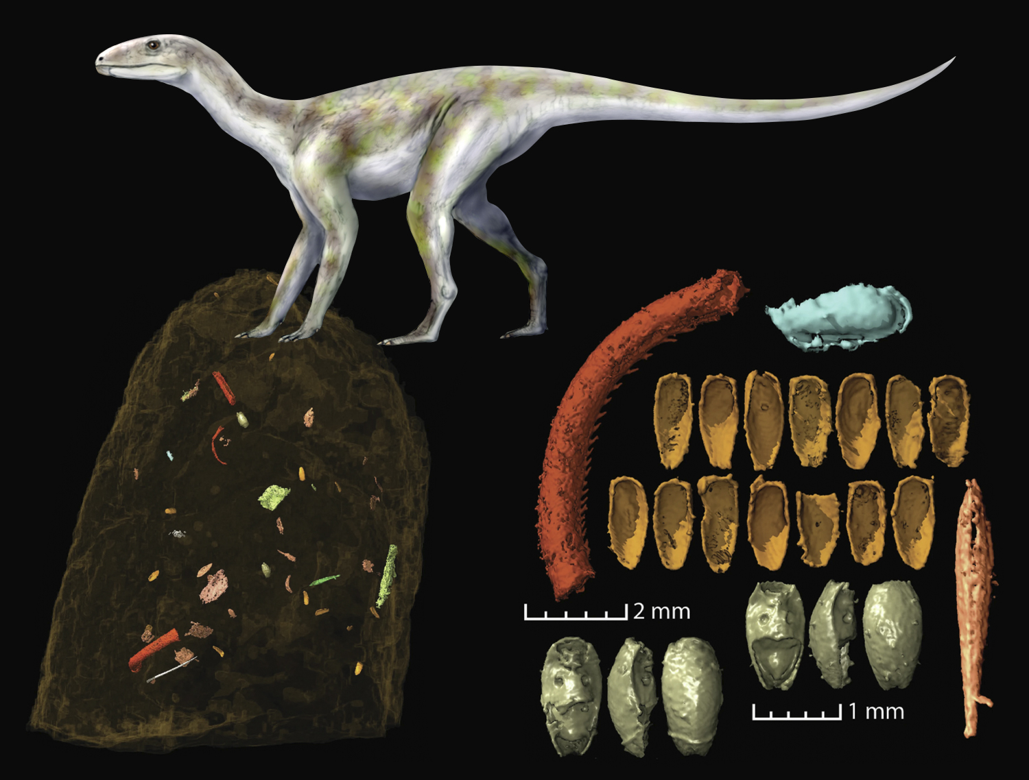 Illustration of Silesaurus opolensis dinosaur, a coprolite from that type of dinosaur, and closeups of insect fragments that were in the coprolite.