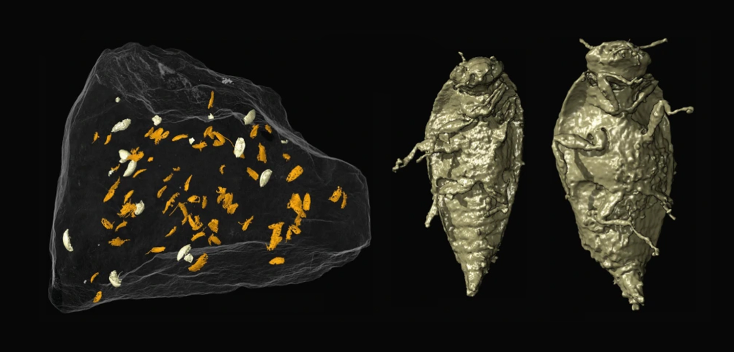 Silesaurus coprolite and closeup of insect specimens it contains.