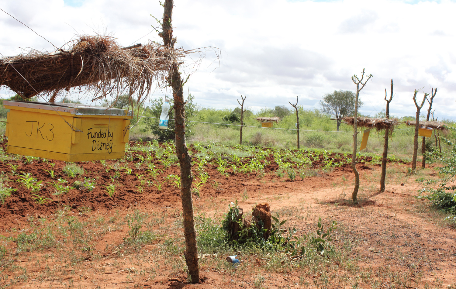 A yellow box beehive hangs on a fence that surrounds a field of crops.